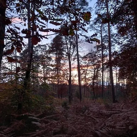 Gite Les Petites Bruyeres Veneux-les-Sablons Esterno foto